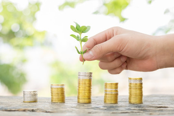 hand putting plant on coins stack . saving money or interest increasing concept