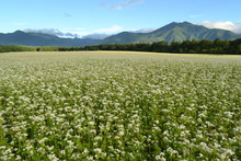 Scenic View Of Buckwheat Field Against Mountains
