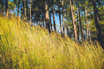 Wall Mural - grass field in the forest with sun light