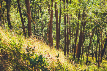 Wall Mural - grass field in the forest with sun light