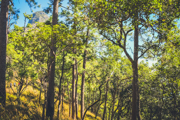 Wall Mural - nature forest with blue sky background