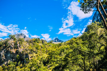 Poster - big trees with clear blue sky