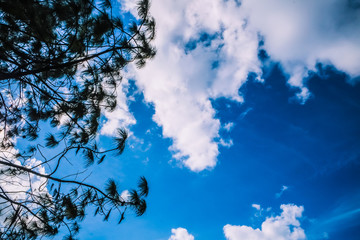 Wall Mural - clear blue sky with wood stalk