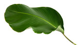 Fototapeta  - Calathea lutea foliage,(Cigar Calathea, Cuban Cigar),Calathea leaf,Exotic tropical leaf, isolated on white background.