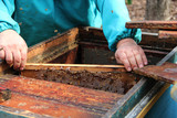 Fototapeta  - Beehive Spring Management. Beekeeper inspecting bee hive and prepares apiary for summer season. The spring works in the apiary. The start of beekeeping season. Frames of a bee hive. 