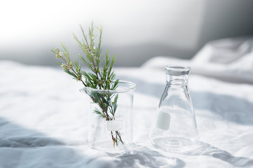 Wall Mural - beaker and flask with herbal plant on white fabric with window natural light for cosmetic science re