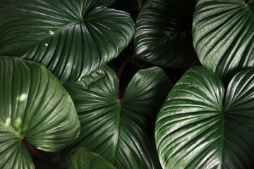 Shiny green leaves