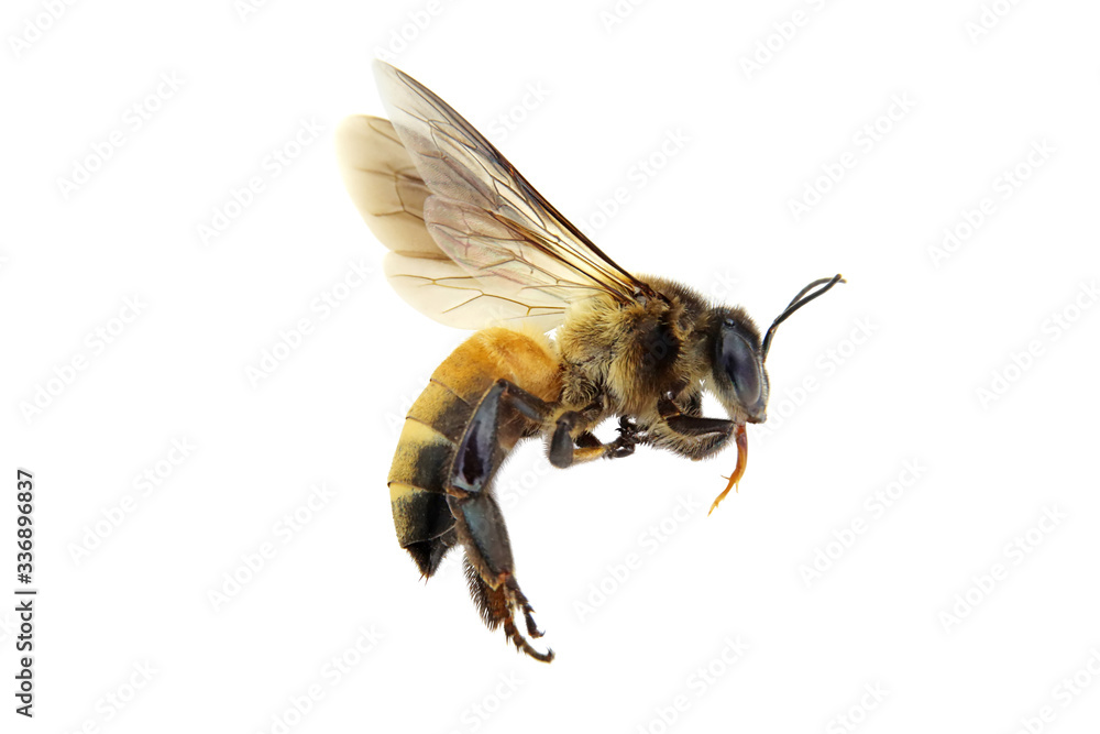 Golden honeybee or bee isolated on the white background - obrazy, fototapety, plakaty 