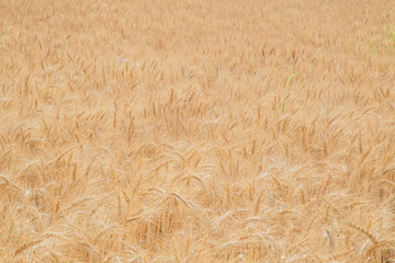 Golden Wheat Field at Sunset at a farm in Puebla Mexico