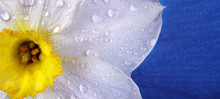 Spring Flowers. Daffodil Flower In Drops Of Water Close Up