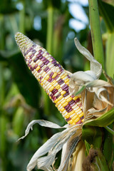 Wall Mural - Yellow corn in green leaves on a farm field