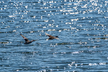 Wild Ducks Flying Over Water Level