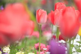 Fototapeta Tulipany - チューリップ畑 (赤)