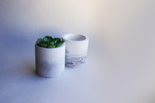 Succulent Eheveria In A Concrete Marble Planter. Potted Houseplant. Isolated On A White Background. Composition In Scandinavian Style