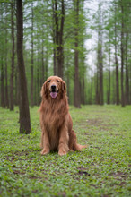 Golden Retriever Playing In The Woods