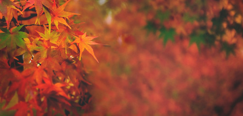 Wall Mural - Autumn forest leaves