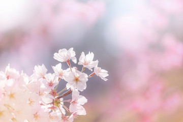 Wall Mural - 桜の花アップ