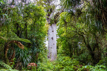 Kauri Protected Tree In New Zealand