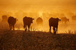 © EcoView - Silhouette of free-range cattle walking on dusty field at sunset, South Africa.