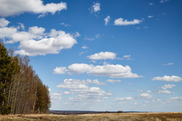 Spring landscape with white clouds on blue sky over yellow field with grass and forest in background