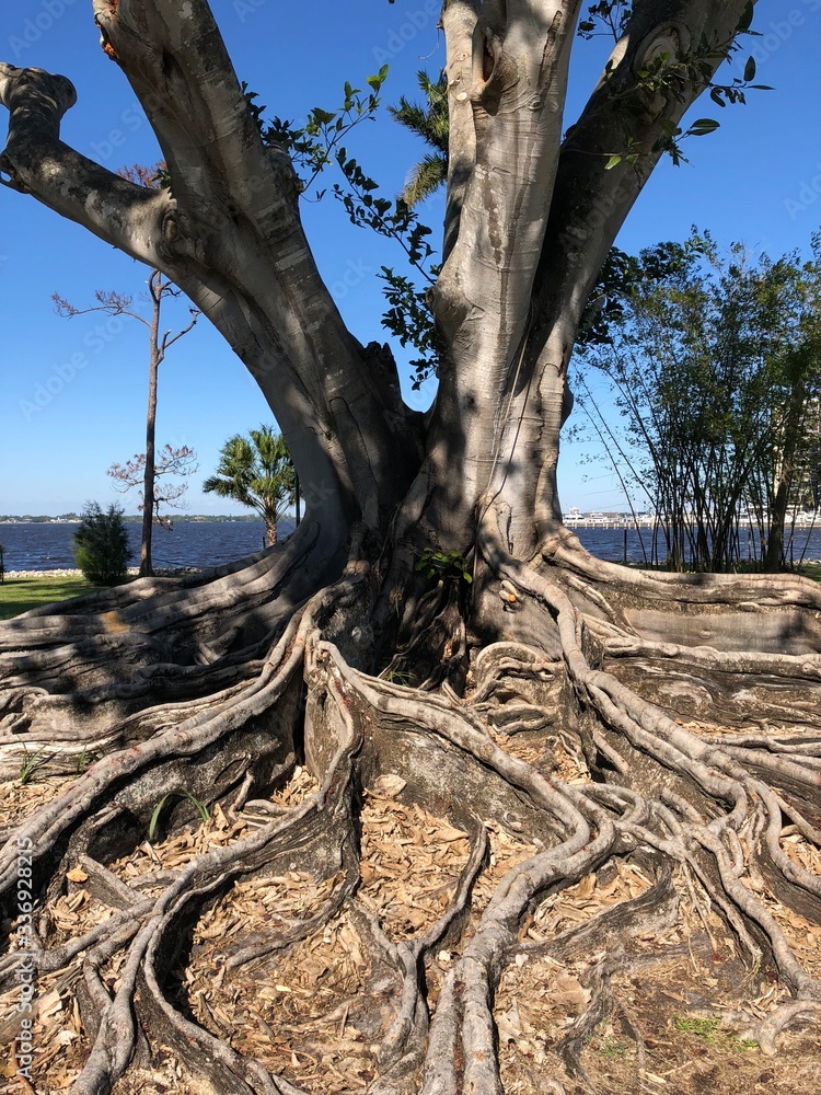 Giant rubber tree roots (Hevea Brasiliensis) in Florida garden Stock Photo  | Adobe Stock