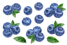 Blueberry Big Set Composition Watercolor Illustration Isolated On White Background