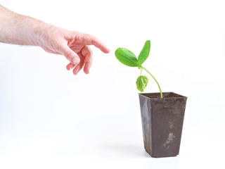 The seedling of the plant is in a container for growing and is ready for planting outside. The male hand reaches for the plant. Arbor day concept. White background. Copy space.