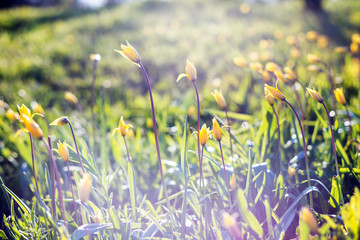 beautiful wild yellow tulips on the meadow