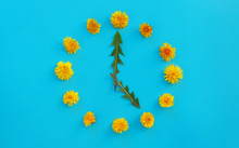 Cup Of Herbal Tea Over Blue Paper  Background Decorated With Yellow Dandelions Flowers And Green Leaves.