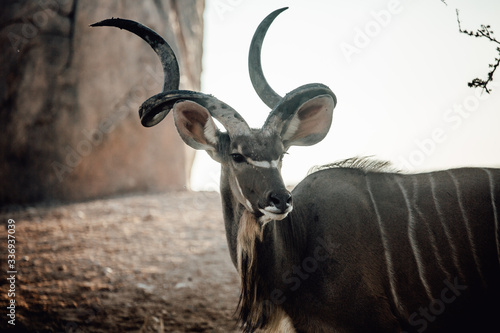 Male kudu antelope (Tragelaphus strepsiceros) in natural habitat Wallpaper Mural