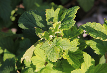 Wall Mural - Powdery mildew on the leaves. Black currant disease