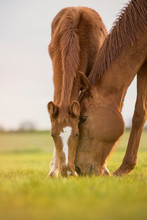 English Thoroughbred Horse, Mare With Foal Grazing At Sunset In A Meadow With Heads Together. Love Concept.