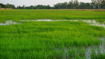 Rice tree grows in rice fields