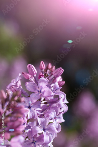 Blooming lilac in the sun.