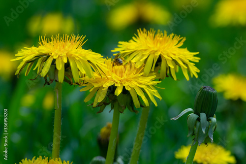 Yellow dandelion flower in green grass.