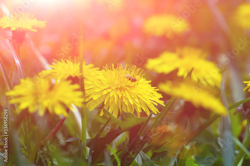 Spring background forget-me-not flowers.