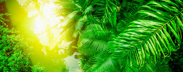 The wild nature. Top view of beautiful green landscape of tropical forest with the river with reflection of sunlight. Selective focus. horizontal image.