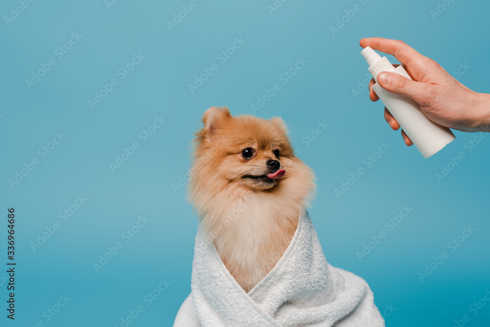 cropped view of groomer with spray bottle near cute dog wrapped in towel on blue - obrazy, fototapety, plakaty 