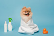 little pomeranian spitz dog wrapped in towel on blue with spray bottles and rubber duck
