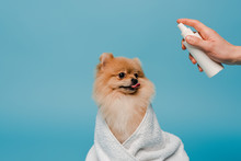 Cropped View Of Groomer With Spray Bottle Near Cute Dog Wrapped In Towel On Blue