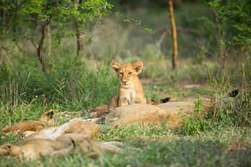 Wall Mural - A pride of lions resting in the late afternoon light. They are displaying the great affection that makes them such successful animals. These strong social bonds mean they can hunt larger prey.