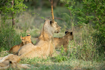 Wall Mural - A pride of lions resting in the late afternoon light. They are displaying the great affection that makes them such successful animals. These strong social bonds mean they can hunt larger prey.