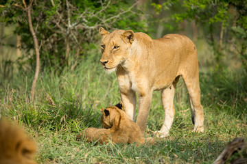 Wall Mural - A pride of lions resting in the late afternoon light. They are displaying the great affection that makes them such successful animals. These strong social bonds mean they can hunt larger prey.