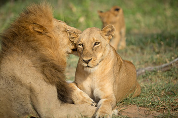 Wall Mural - A pride of lions resting in the late afternoon light. They are displaying the great affection that makes them such successful animals. These strong social bonds mean they can hunt larger prey.
