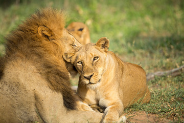 Wall Mural - A pride of lions resting in the late afternoon light. They are displaying the great affection that makes them such successful animals. These strong social bonds mean they can hunt larger prey.