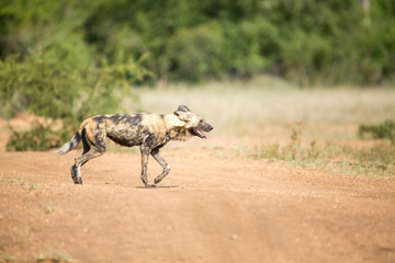 Wall Mural - A pack of wild dogs on the move. These animals cover a lot of ground really quickly when hunting like this.