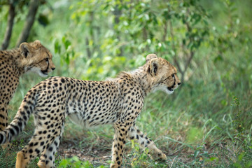 Wall Mural - A mother cheetah and her little cubs moving around hunting on an early morning safari. 