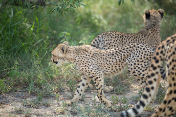 Wall Mural - A mother cheetah and her little cubs moving around hunting on an early morning safari. 