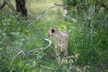 Wall Mural - A mother cheetah and her little cubs moving around hunting on an early morning safari. 