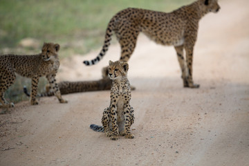 Wall Mural - A mother cheetah and her little cubs moving around hunting on an early morning safari. 
